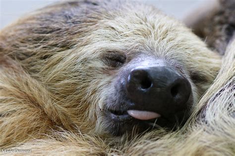 Sleepy sloth - Scientists study the sleep habits of sloths in the wild in order to learn more about humans' need for sleep.Explorer: Fatal Insomnia : http://channel.nationa...